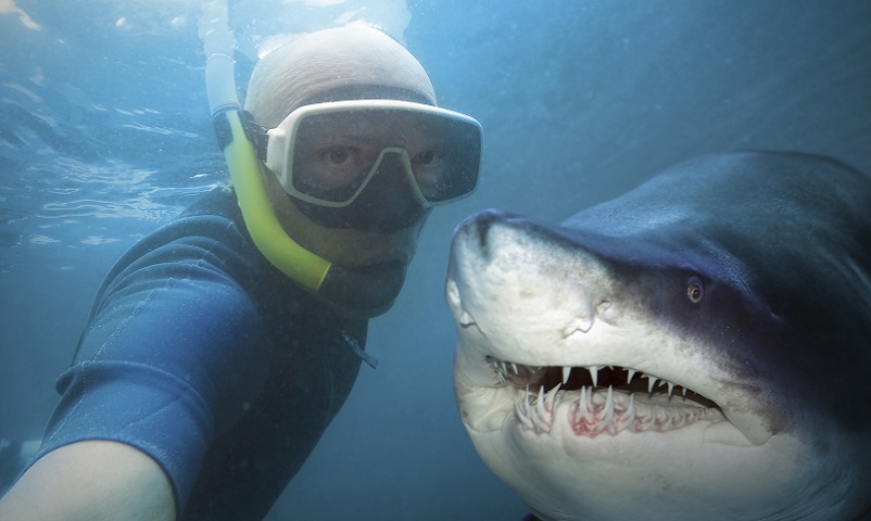 Diver and shark.